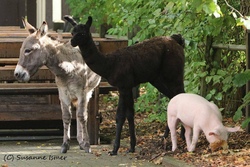 tierkinder.jpg