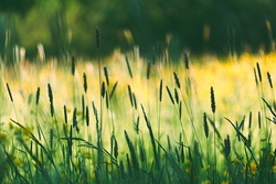 wiese insekten.jpg