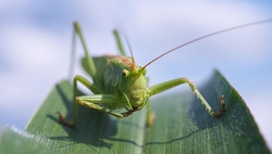 wiese insekten.jpg