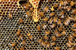 bienenstock.jpg