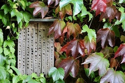 bienenhotel.jpg