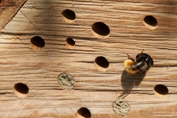 insect-hotel-5082547_1280.jpg