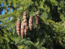pinecone-7883564_1280.jpg
