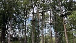 wald 1.jpg