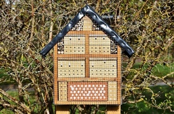 wildbienen.jpg