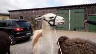 lama1.jpg