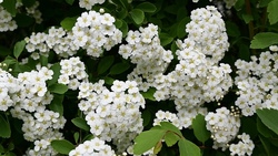 blumen.jpg