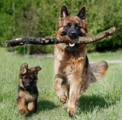 schäferhund_bild.jpg