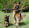 sch&auml;ferhund_bild.jpg