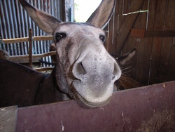 Bildquelle: Stettenhof