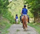horses-3635517_1920.jpg