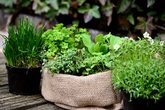 congerdesign-garden-plants-6204106.jpg