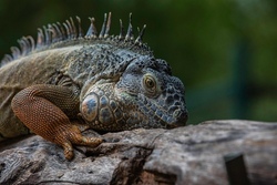 reptilien.jpg
