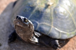 schildkr&ouml;te.jpg