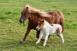 pony.jpg
