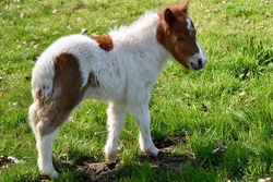 pony.jpg