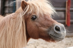 pony.jpg