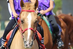 pony reiten.jpg