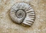 fossilien.jpg