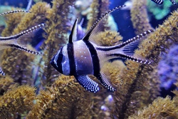 bgkbarschaqua.jpg