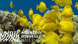aquazoo-duesseldorf-1280x720.jpg