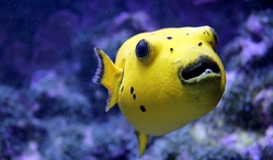 lumao_familienreisen_duesseldorf_aquazoo_kugelfisch.jpg