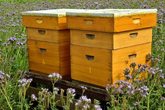 bienenhaus.jpg