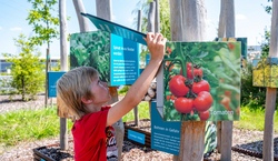 klimaarena &ouml;kosystem tomaten-garten.jpg