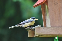 futterstation vögel.jpg