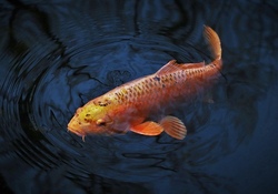 fisch.jpg