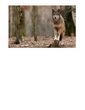lbv wolf angebot.jpg