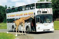 sereng bus.jpg