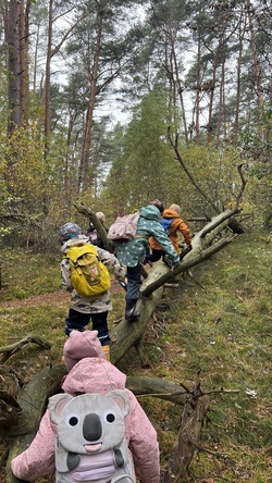 wald3.png