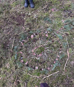 wald5.png