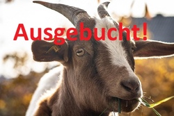 bauernhof ziegen - ausgebucht.jpg