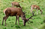 wildpark.jpg