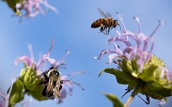 *bienen.jpg