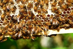 *bienen.jpg