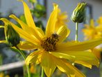 gelbe blume mit biene.jpg