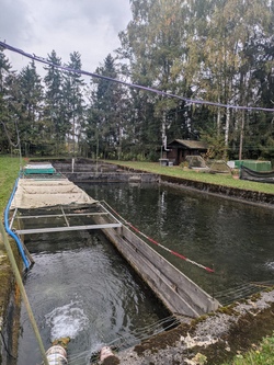 fischzucht.jpg