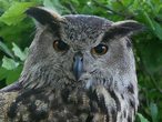 greifvogel 3.jpg