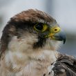 greifvogel 2.jpg