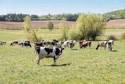 weideauftrieb_antonius hof.jpg