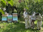 bienen.jpeg