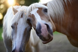 pony.jpg